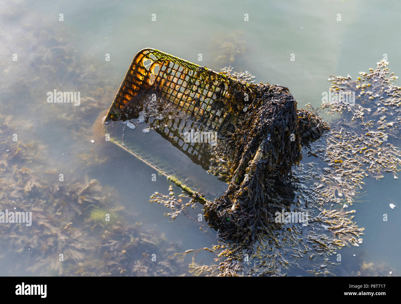 Chariot d'achat abandonné dans l'eau traitée dans les algues. Chariot d'achat abandonné rejetés et en décomposition dans l'eau. Vieux junk, jetés. Banque D'Images
