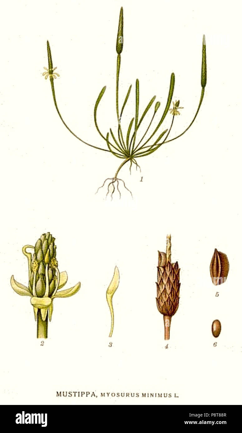 . Myosurus minimus 9168 Banque D'Images