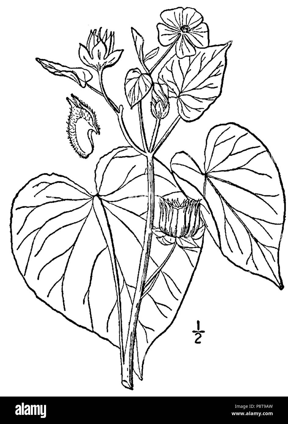 L'Abutilon theophrasti 28 dimensions Banque D'Images