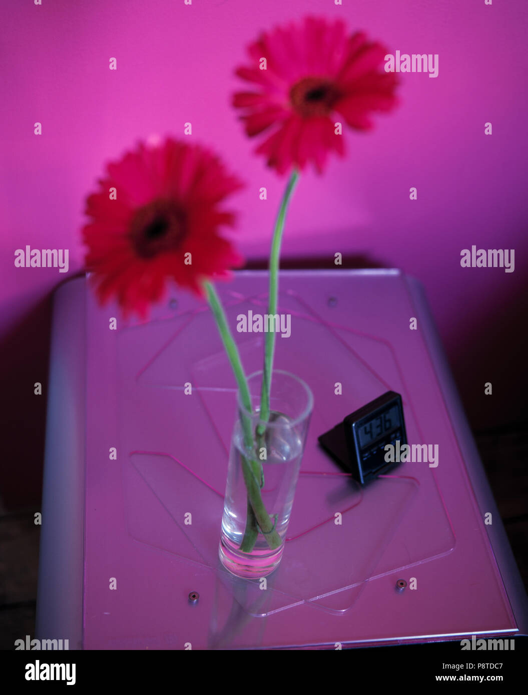 Deux fleurs rouges dans un vase en verre sur un bâtiment moderne en verre surmontée unité de chevet contre un mur rose Banque D'Images