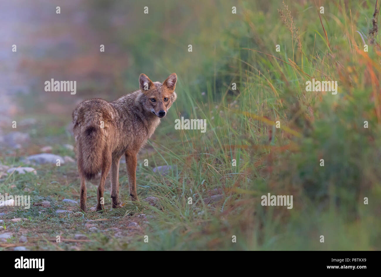 Le chacal doré ou Canis aureus à la lumière du matin dans la région de Jim Corbett National Park, Uttarakhand, Inde. Banque D'Images