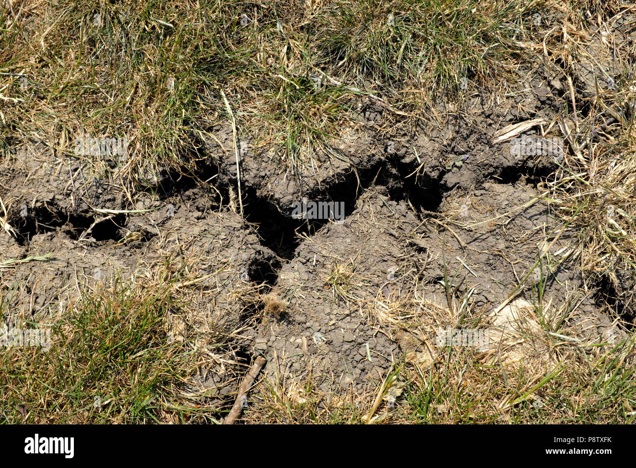 13 juillet 2018 Bedfordshire UK Weather. Canicule provoque des fissures dans les pelouses n'Bedfordshire, Royaume-Uni Banque D'Images