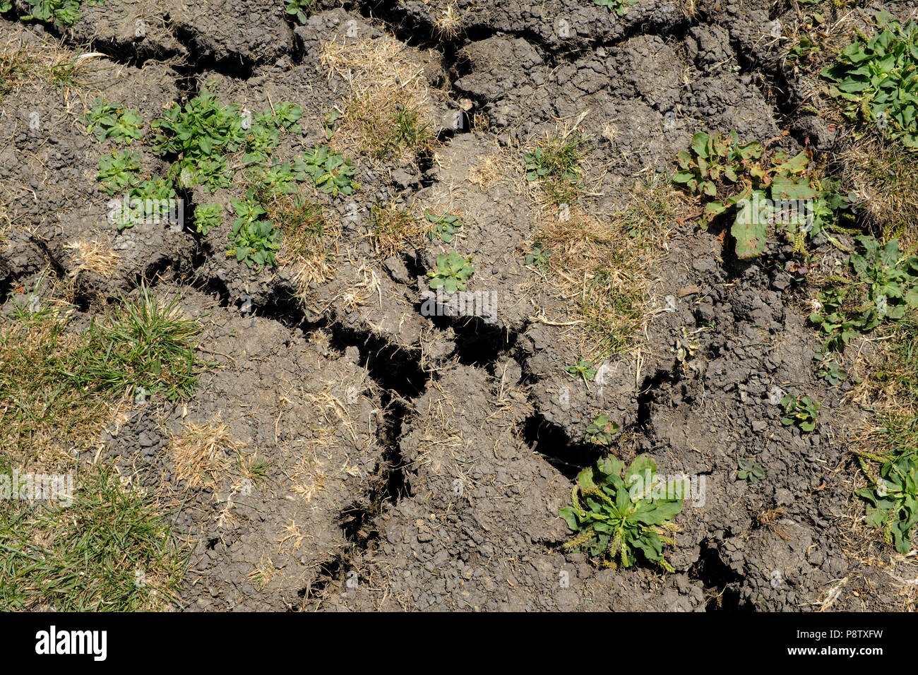 13 juillet 2018 Bedfordshire UK Weather. Canicule provoque des fissures dans les pelouses n'Bedfordshire, Royaume-Uni Banque D'Images