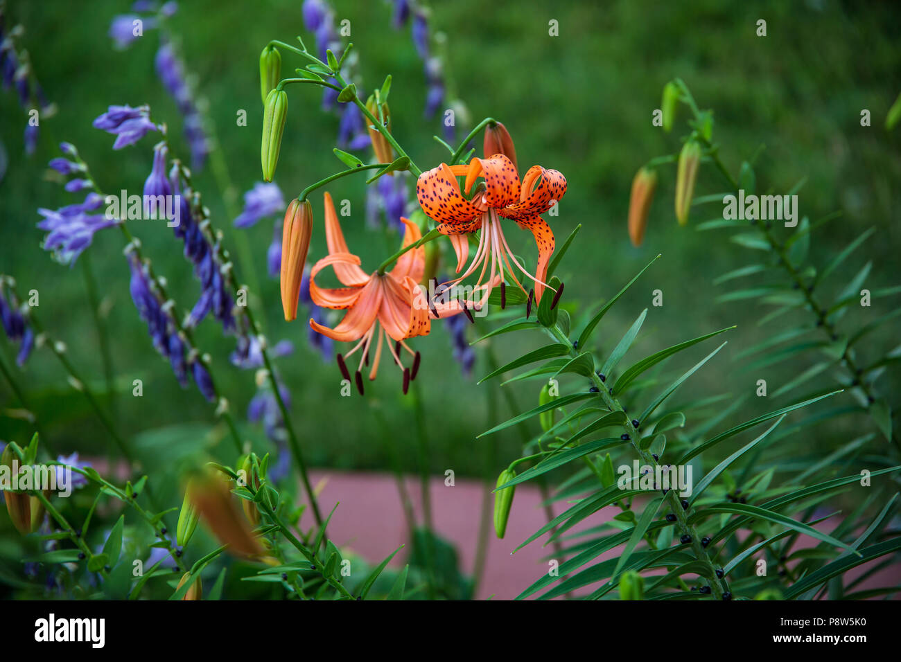 Une grande image de tiger lilies en regard de la section du jardin hosta Banque D'Images