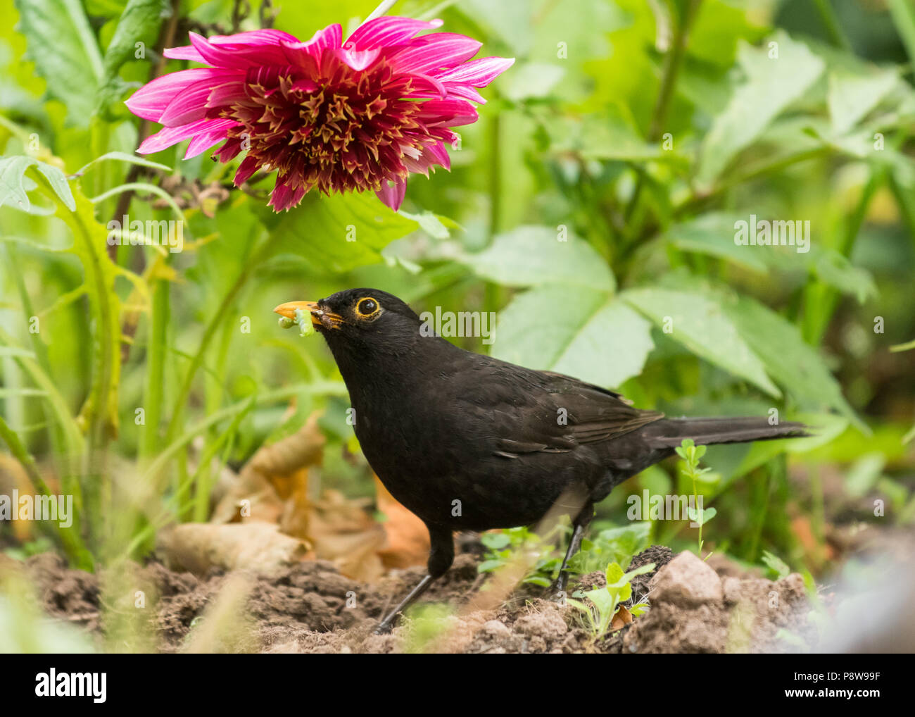 Blackbird mâle (Turdus merula) à la recherche de chenilles et de larves pour ses poussins dans un jardin France Banque D'Images