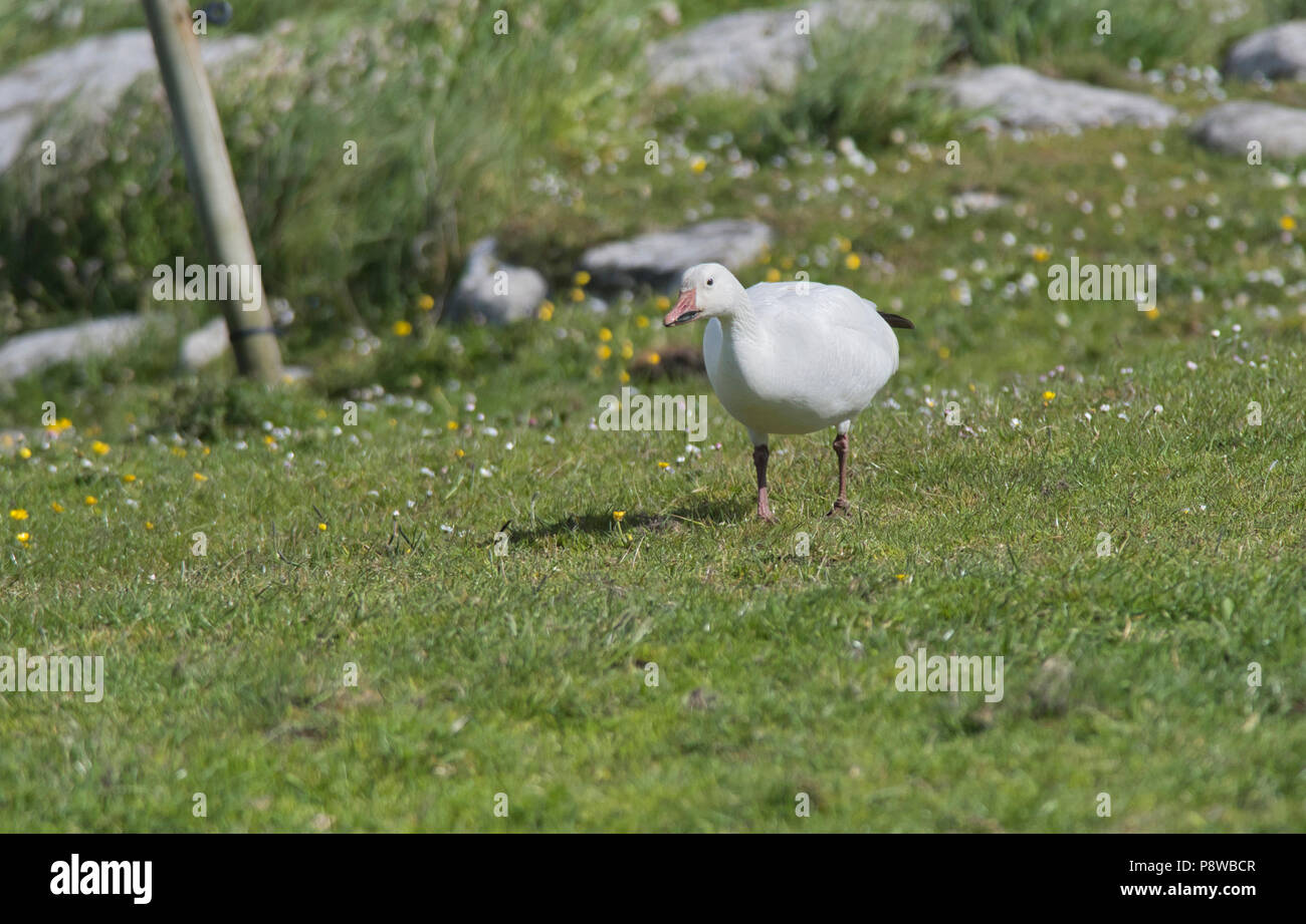 Oie des neiges (Anser caerulescens). L'oiseau en restant Grutness, Shetland, Juin 2018 Banque D'Images