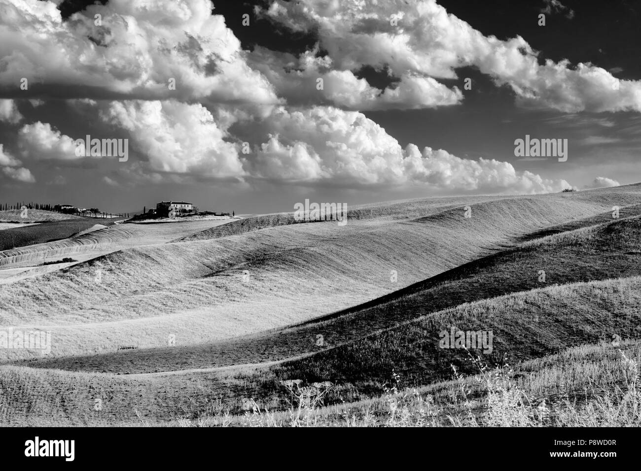 Ce paysage le long de la route de Montepulciano à Asciano, Sienne, Toscane, Italie, à l'été. Le noir et blanc Banque D'Images