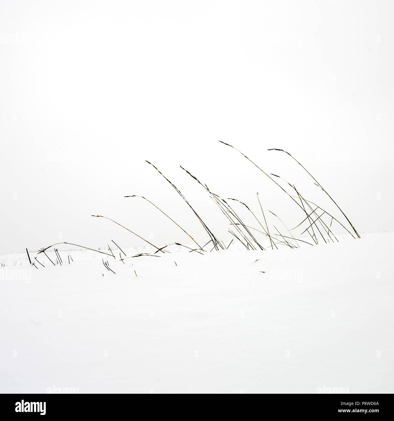 L'herbe pousse dans la neige Banque D'Images