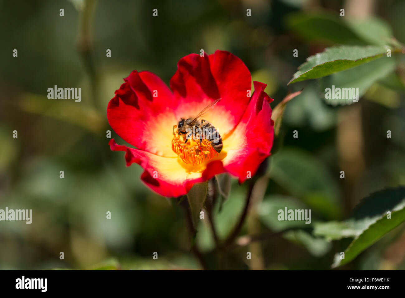 Abeille recueille nectar des fleurs d'une fleur rouge Banque D'Images