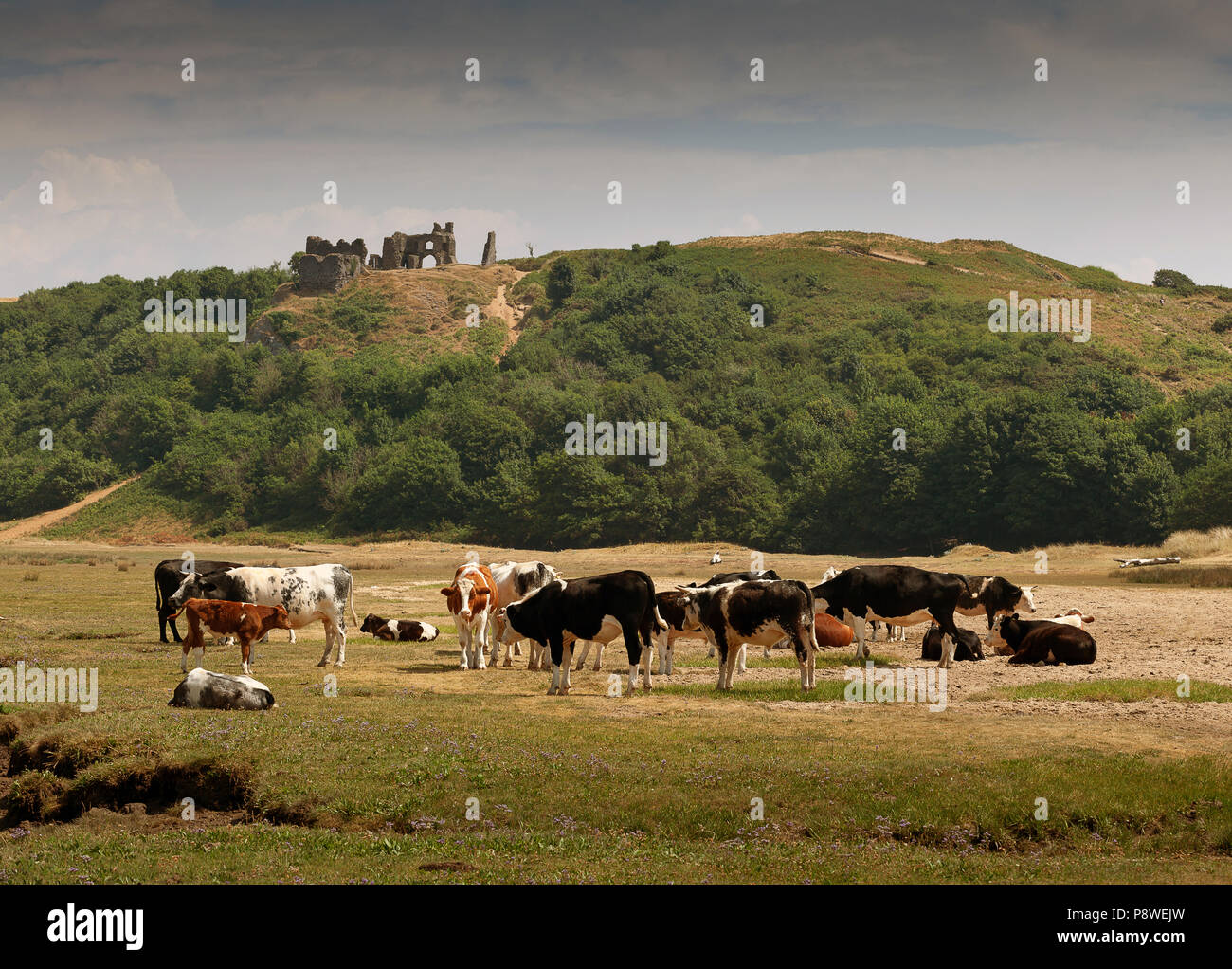 Vaches qui paissent sous Château Pennard, Gower, Swansea, Wales, UK Banque D'Images