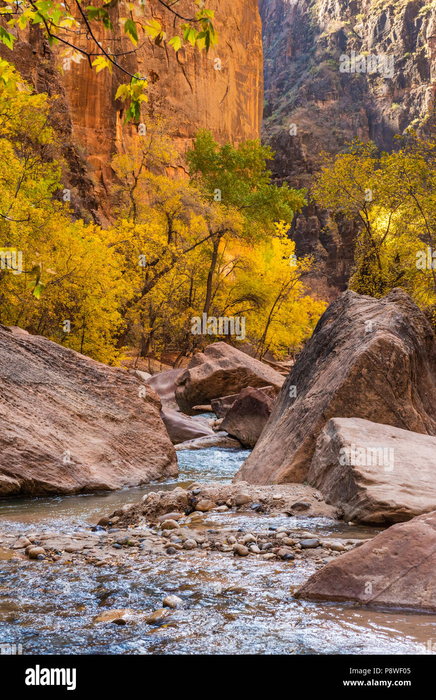 La couleur en automne le long de la Virgin River dans la région de Zion Canyon, Zion National Park, Utah. Banque D'Images