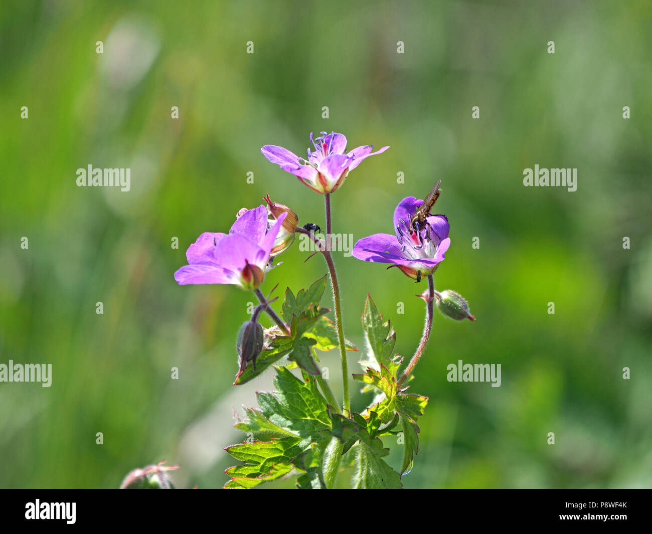 Géranium sanguin (Geranium sylvaticum bois) avec hoverfly en Cumbria, Angleterre, Royaume-Uni Banque D'Images