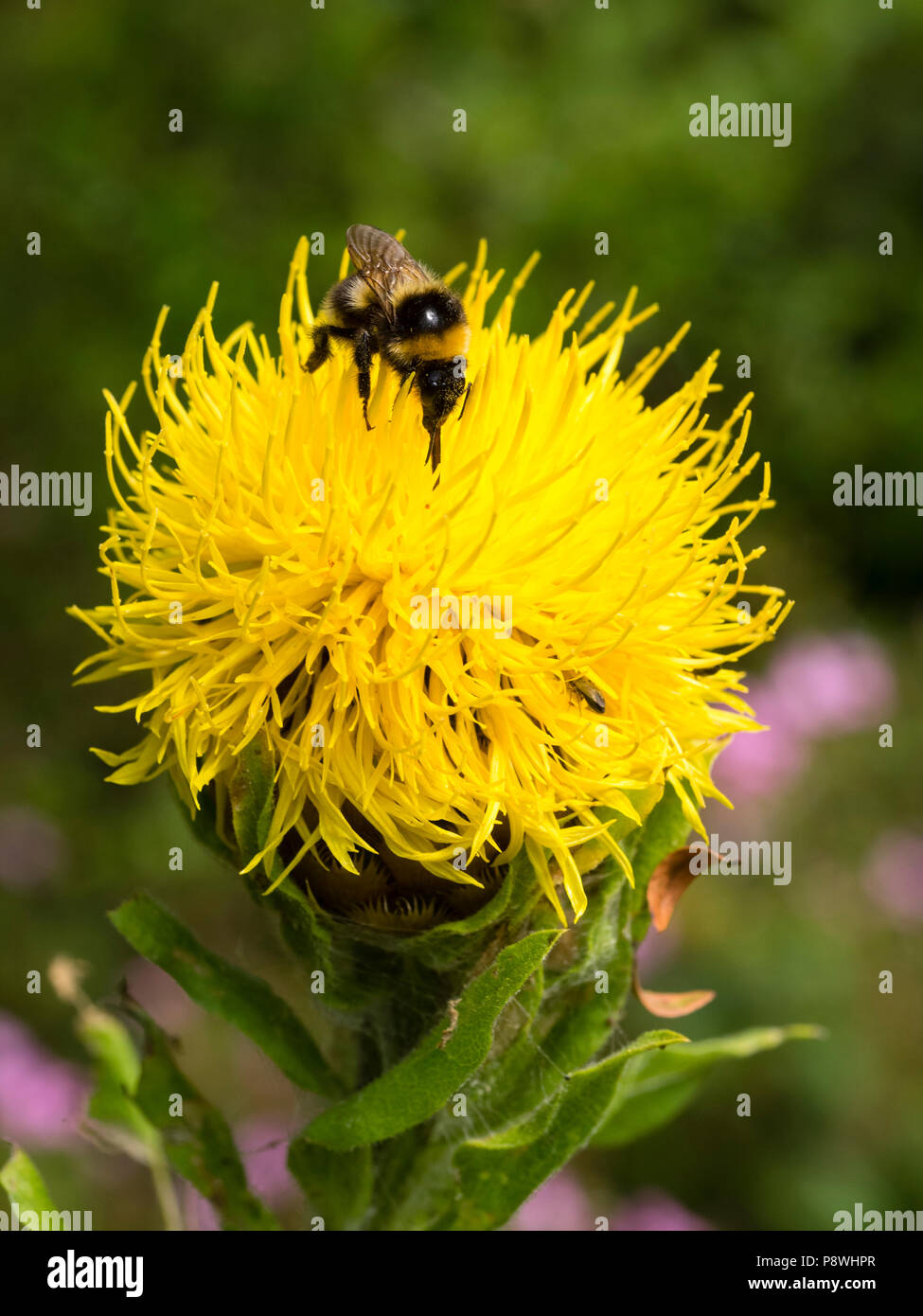 Jardin, bourdons Bombus hortorum se nourrir sur les fleurs d'été chef de la centaurée, Centaurea macrocephala géant Banque D'Images