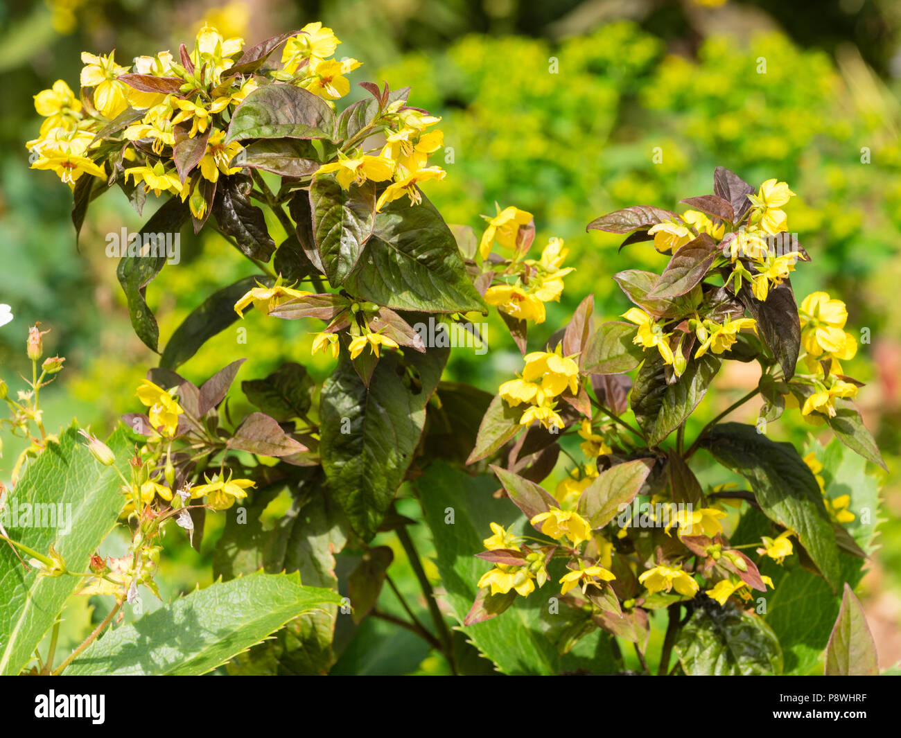 Feuillage Bronze et jaune feuilles de l'été, Hardy, vivace à fleurs Lysimachia ciliata 'Firecracker' Banque D'Images