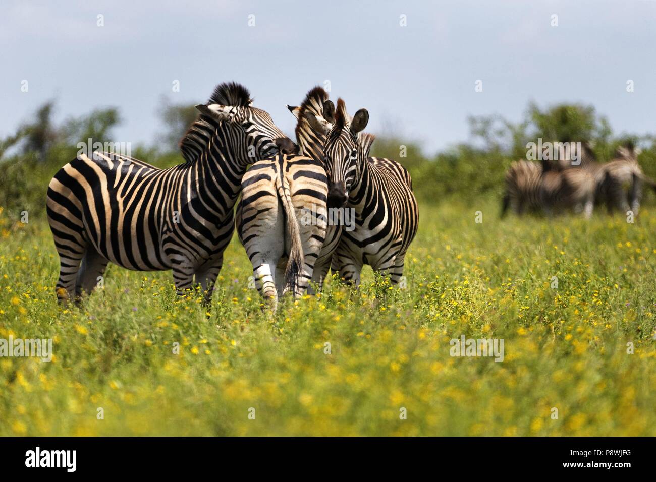 Troupeau de zèbres's ( Miscanthus sinensis Zebrinus ) , le parc national Kruger, Afrique du Sud | Le monde d'utilisation Banque D'Images