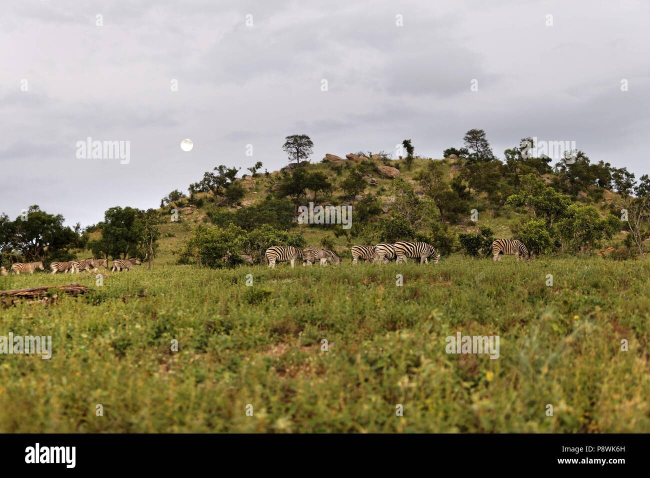 Troupeau de zèbres dans le paysage africain, ( Miscanthus sinensis Zebrinus ), Kruger National Park, Afrique du Sud | Le monde d'utilisation Banque D'Images