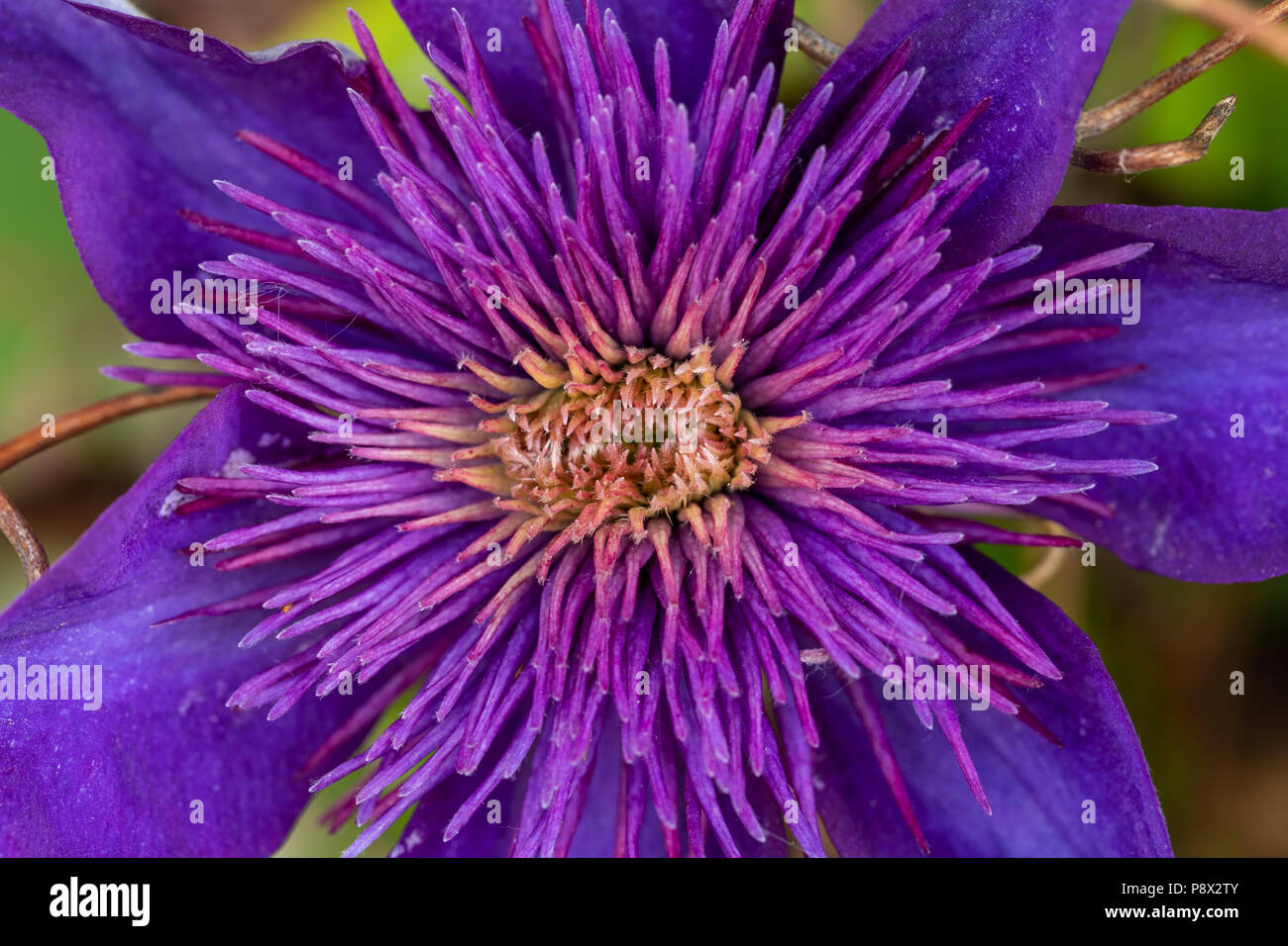 Fleur de Clématite Multi Blue Banque D'Images