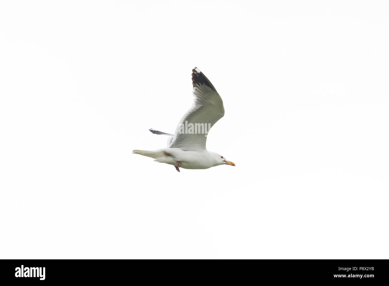 Portrait naturel vol goéland pontique (Larus michahellis), ciel blanc Banque D'Images
