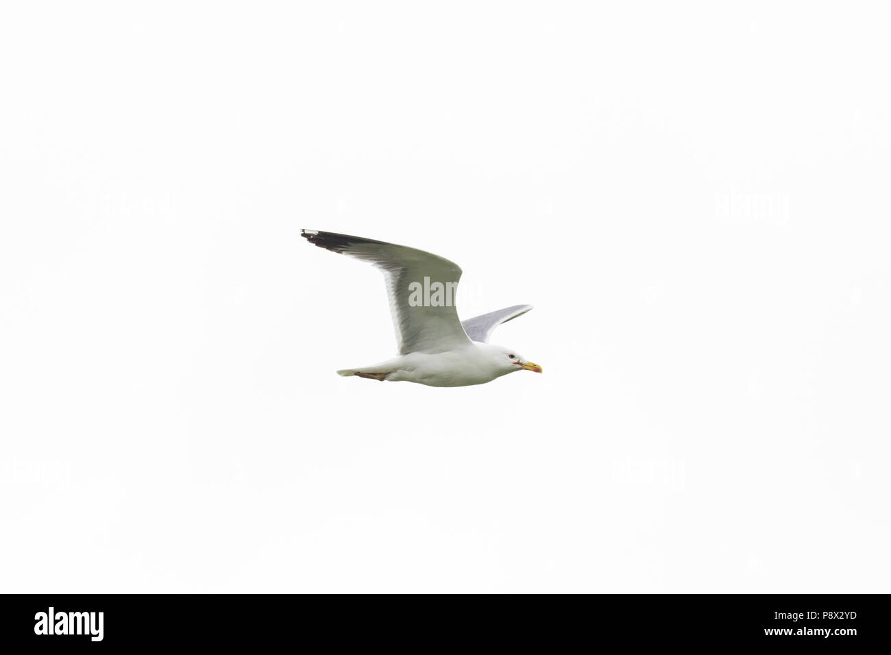 Jaune naturel isolé-legged Gull (Larus michahellis) en vol, ciel blanc Banque D'Images