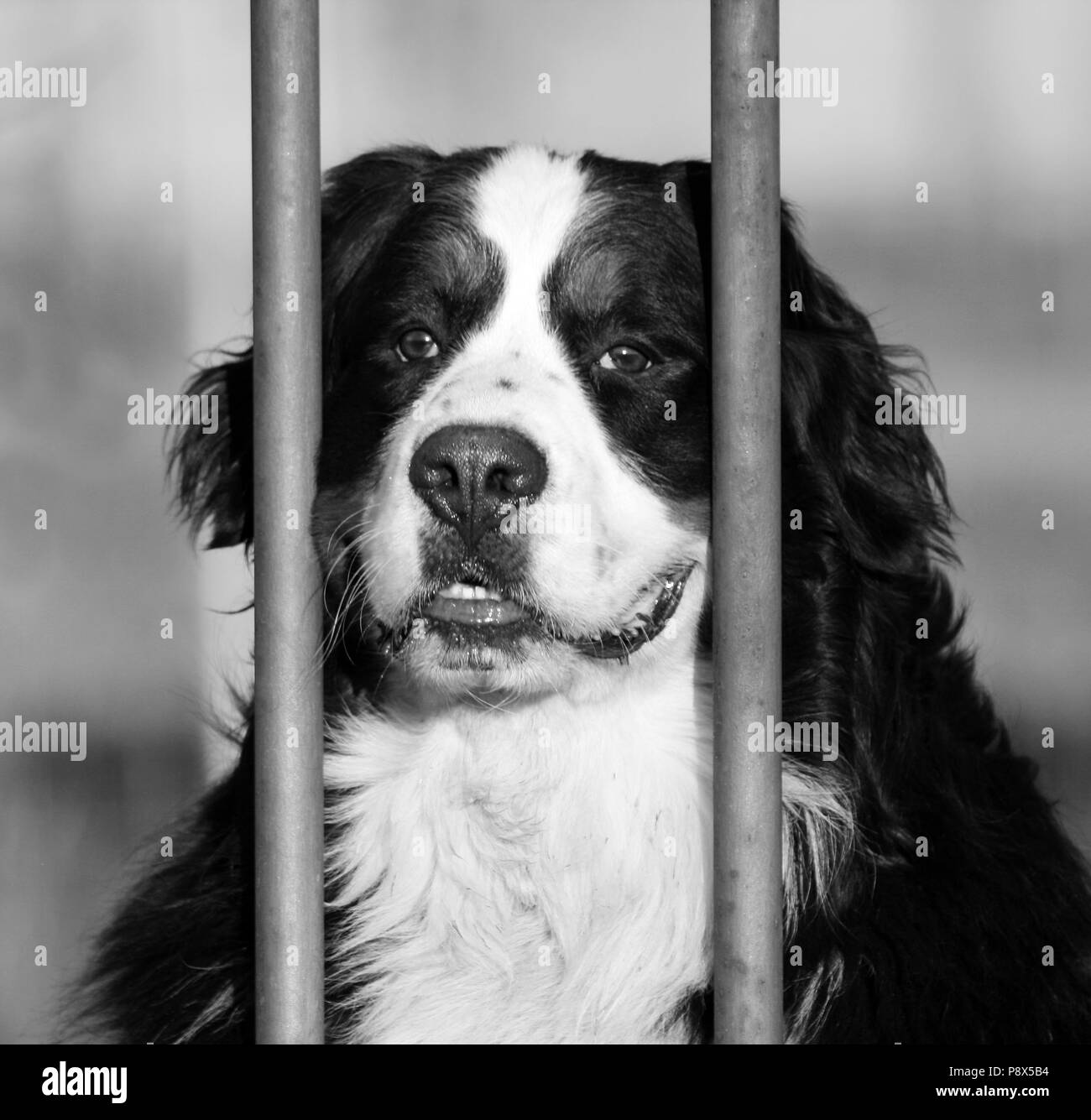 Magnifique portrait d'un berger bernois. L'aperçu de l'Oberland Shepherd est attentif et peut-être un peu triste parce que c'est derrière les barreaux d'un Banque D'Images