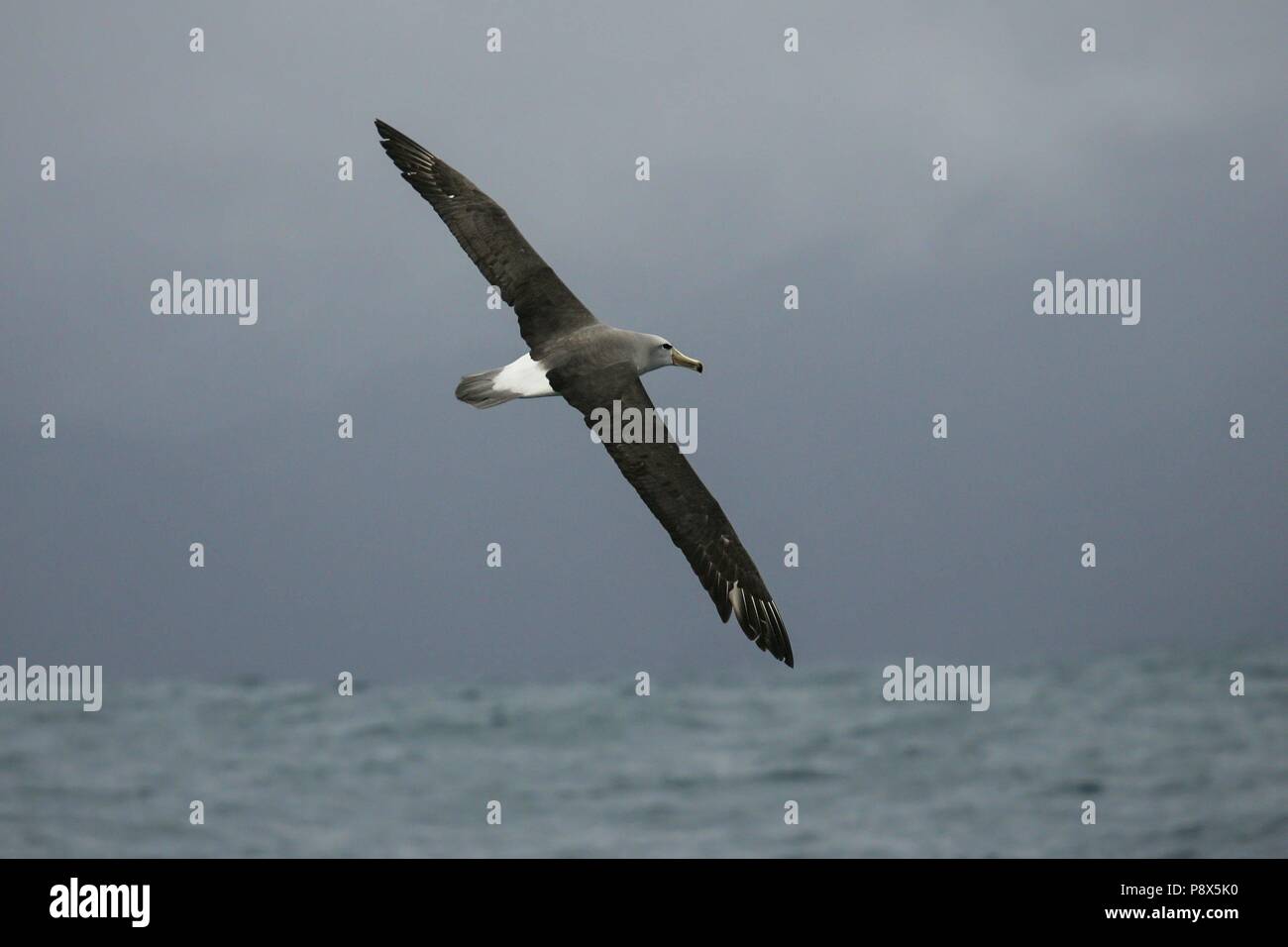 De l'albatros de Salvin (Thalassarche salvini) battant, Kaikoura, New Zealand | conditions dans le monde entier Banque D'Images