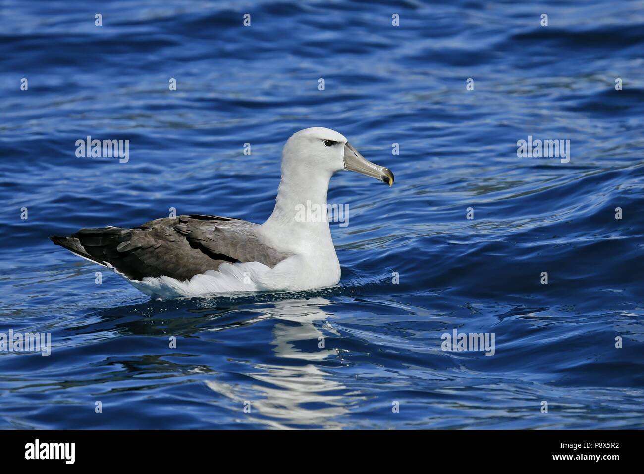 Albatros timide (Thalassarche cauta) natation, Kaikoura, New Zealand | conditions dans le monde entier Banque D'Images