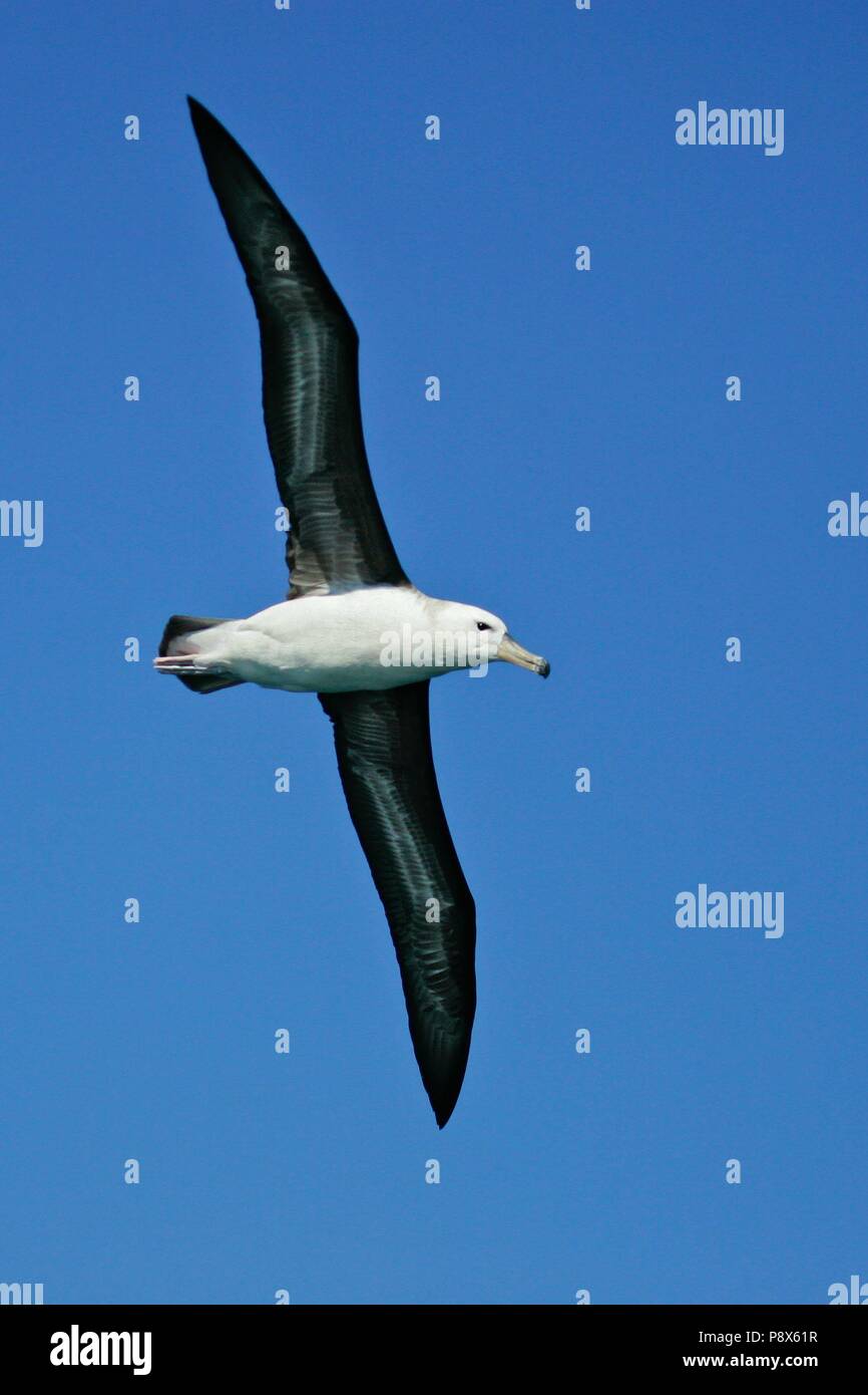 Albatros à sourcils noirs (Thalassarche melanophris) battant, Kaikoura, New Zealand | conditions dans le monde entier Banque D'Images