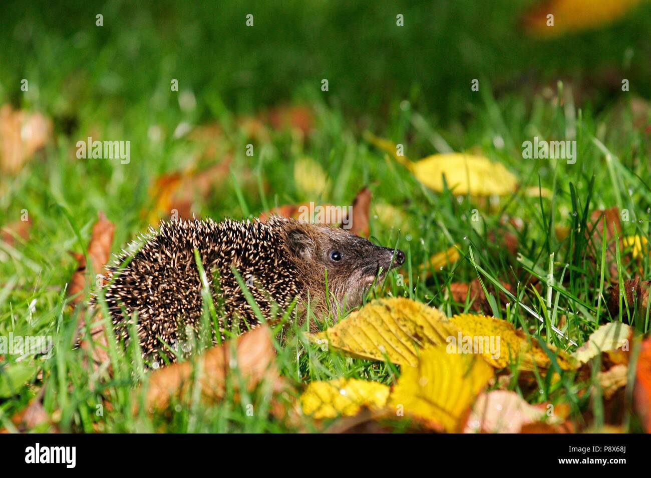 Hérisson (Erinaceus europaeus) Balade en feuilles aux couleurs automnales, Brandebourg, Allemagne | utilisée dans le monde entier Banque D'Images