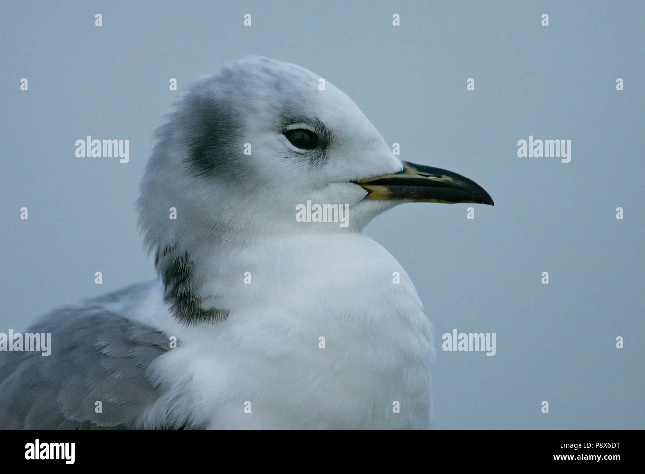 La Mouette tridactyle (Rissa tridactyla) portrait immatures, Mer du Nord, Basse-Saxe, Allemagne | utilisée dans le monde entier Banque D'Images