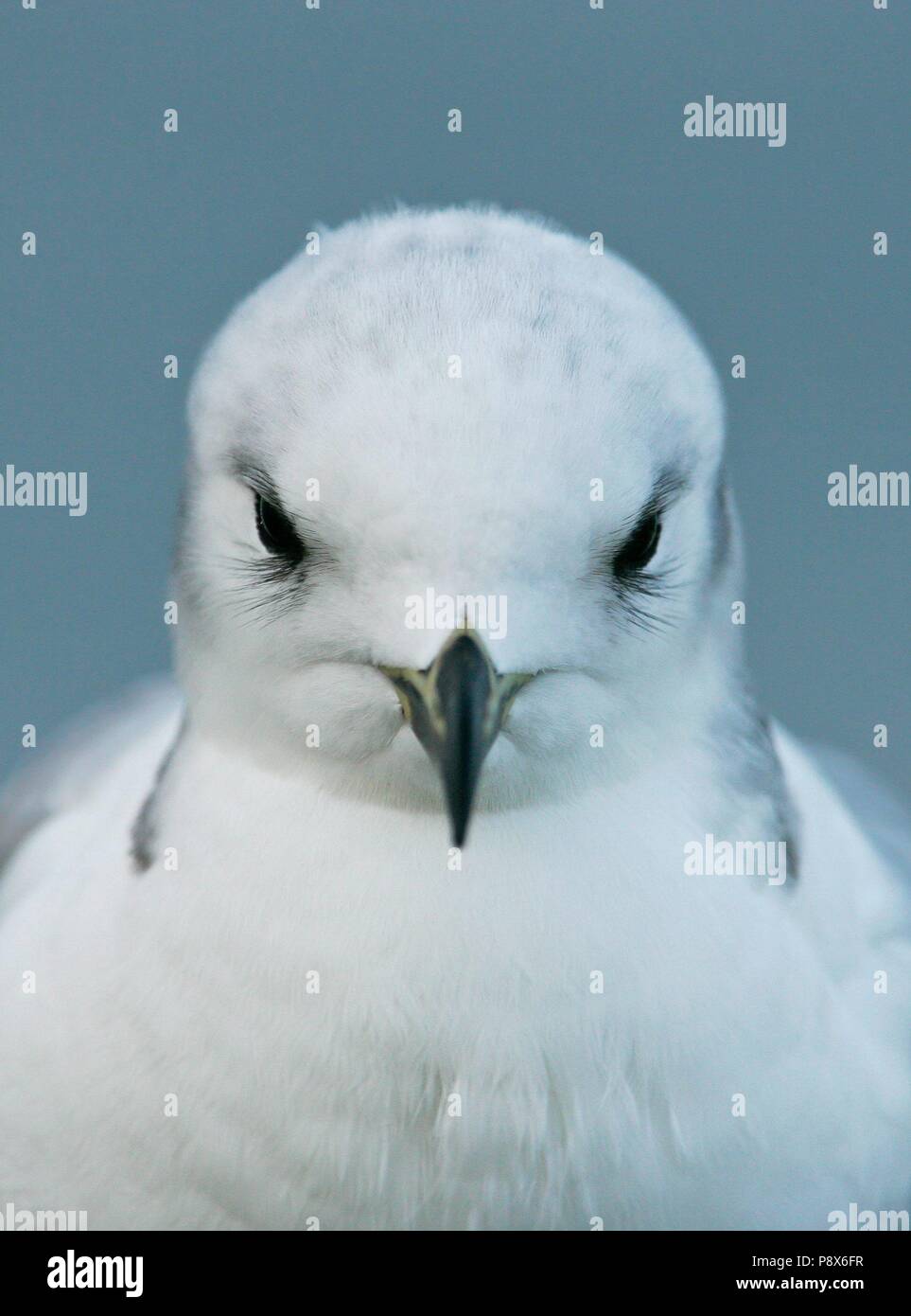 La Mouette tridactyle (Rissa tridactyla) portrait immatures, Mer du Nord, Basse-Saxe, Allemagne | utilisée dans le monde entier Banque D'Images