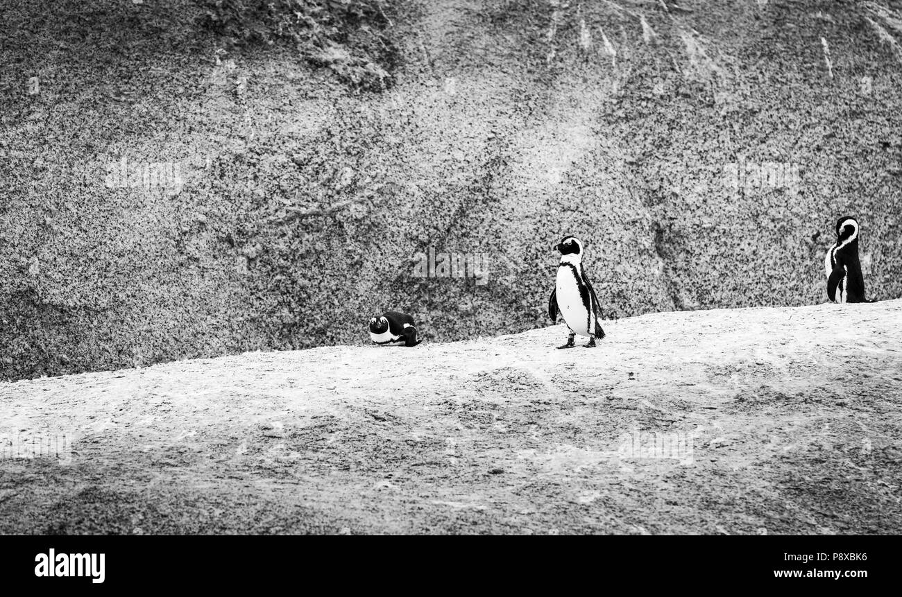 Pingouins africains (Spheniscus demersus) sur la plage de Boulders en Afrique du Sud en noir et blanc Banque D'Images