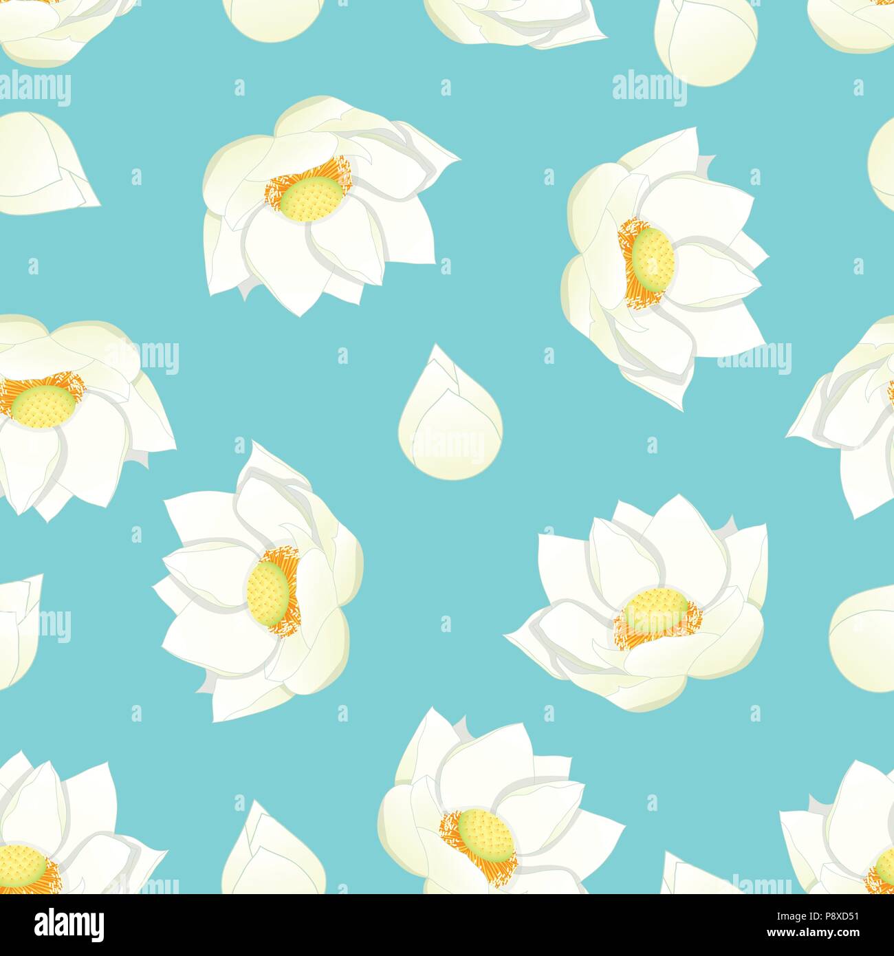 White Lotus Indien Sur Fond Bleu Nelumbo Nucifera Lotus