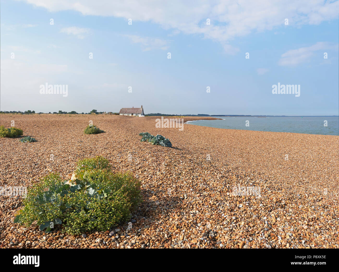 Rue du bardeau Suffolk avec Sea kale Crambe maritima chou ou la mer à l'embouchure de la rivière Ore Alde et Orford Ness Banque D'Images