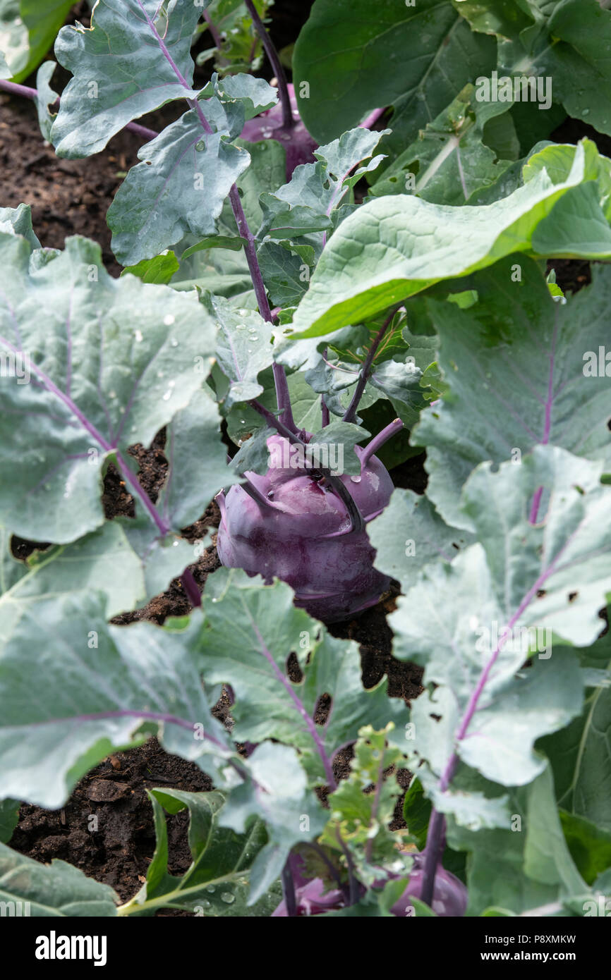 Brassica oleracea. Chou-rave kolibri légume-racine Banque D'Images