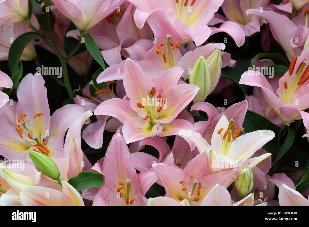 Lilium 'oriental Fenice'. Lis Oriental 'Fenice' fleurit sur une fleur show display. UK Banque D'Images