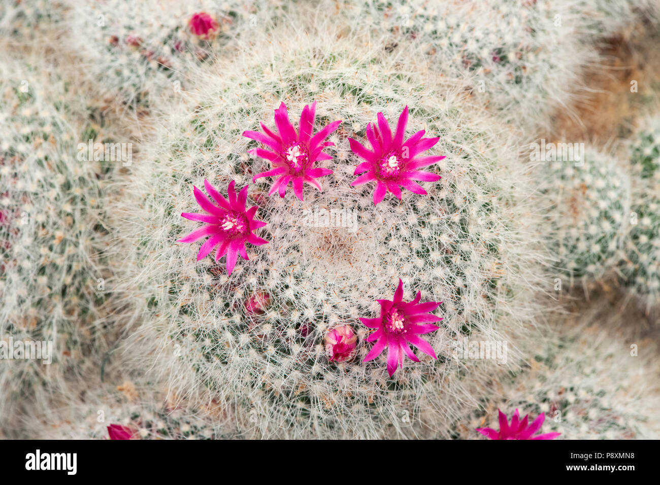 Mammillaria Hahniana floraison de cactus. Vieille Dame cactus Banque D'Images