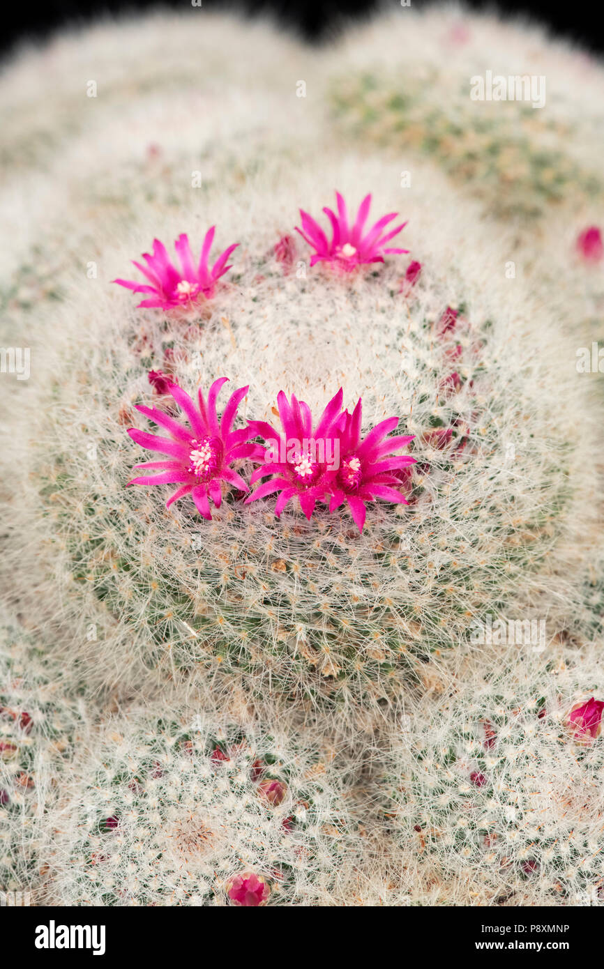 Mammillaria Hahniana floraison de cactus. Vieille Dame cactus Banque D'Images