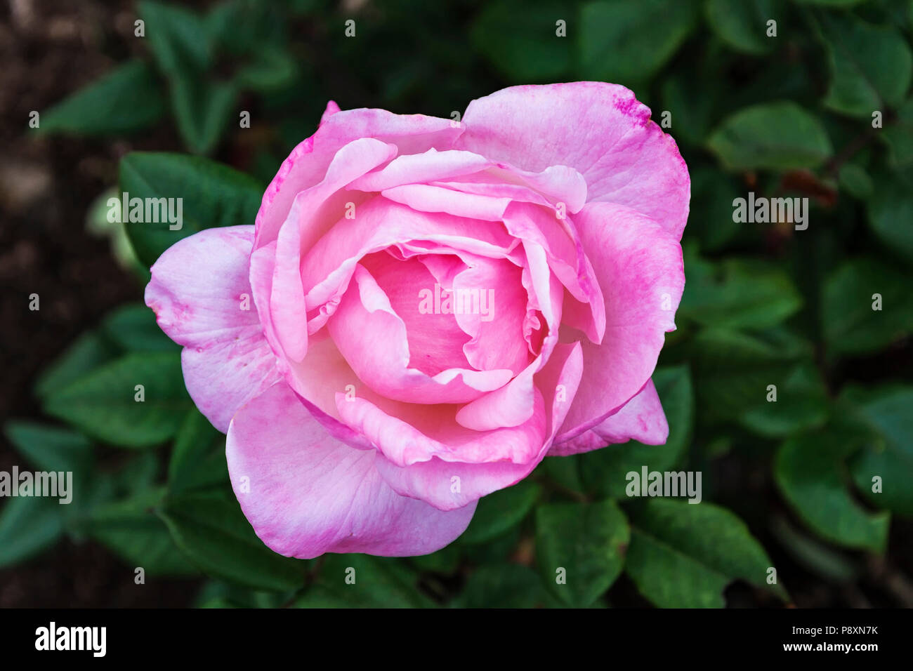 Un bourgeon d'une floraison rose sur une tige gros plan sur un feuillage vert d'arrière-plan flou Banque D'Images