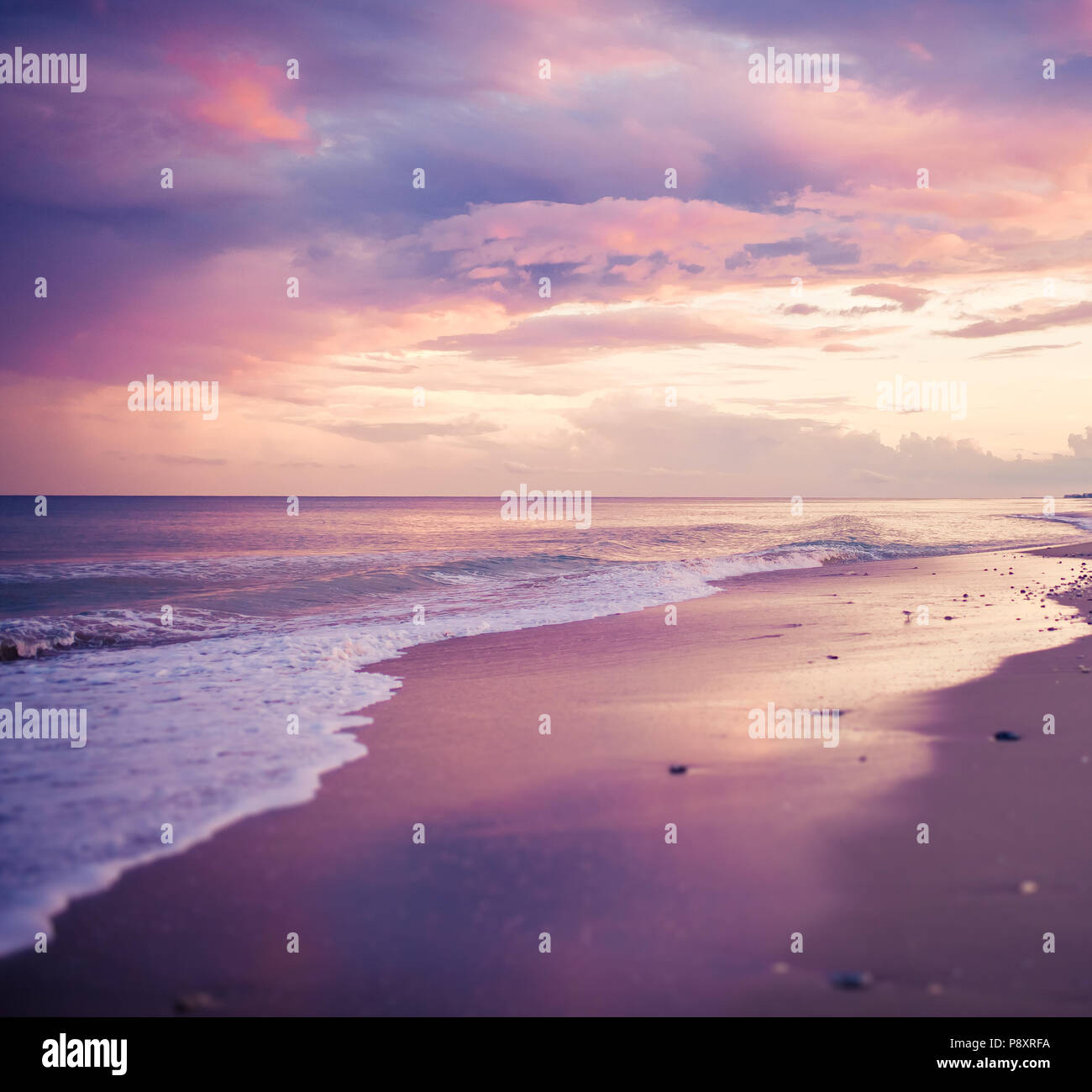 Rose, violet, or et coucher de soleil crépuscule sur la plage, avec une plage de sable teinté de rose, Deep Purple, les vagues de l'océan, et de réflexion dans le sable satiné humide Banque D'Images