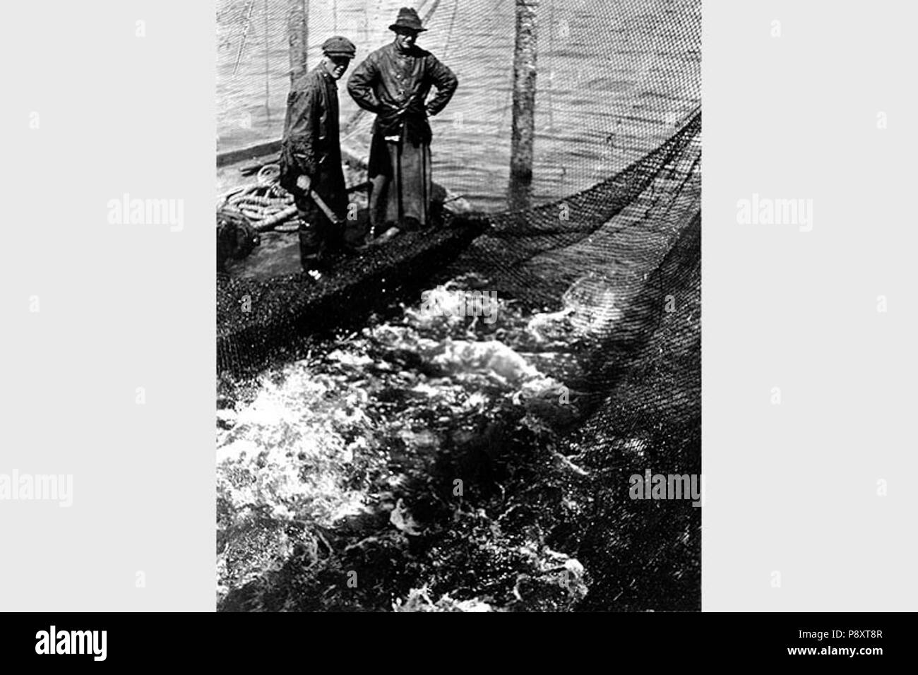 . 286 poissons pris en piège poissons, Puget Sound, 1917 (180) COBB Banque D'Images