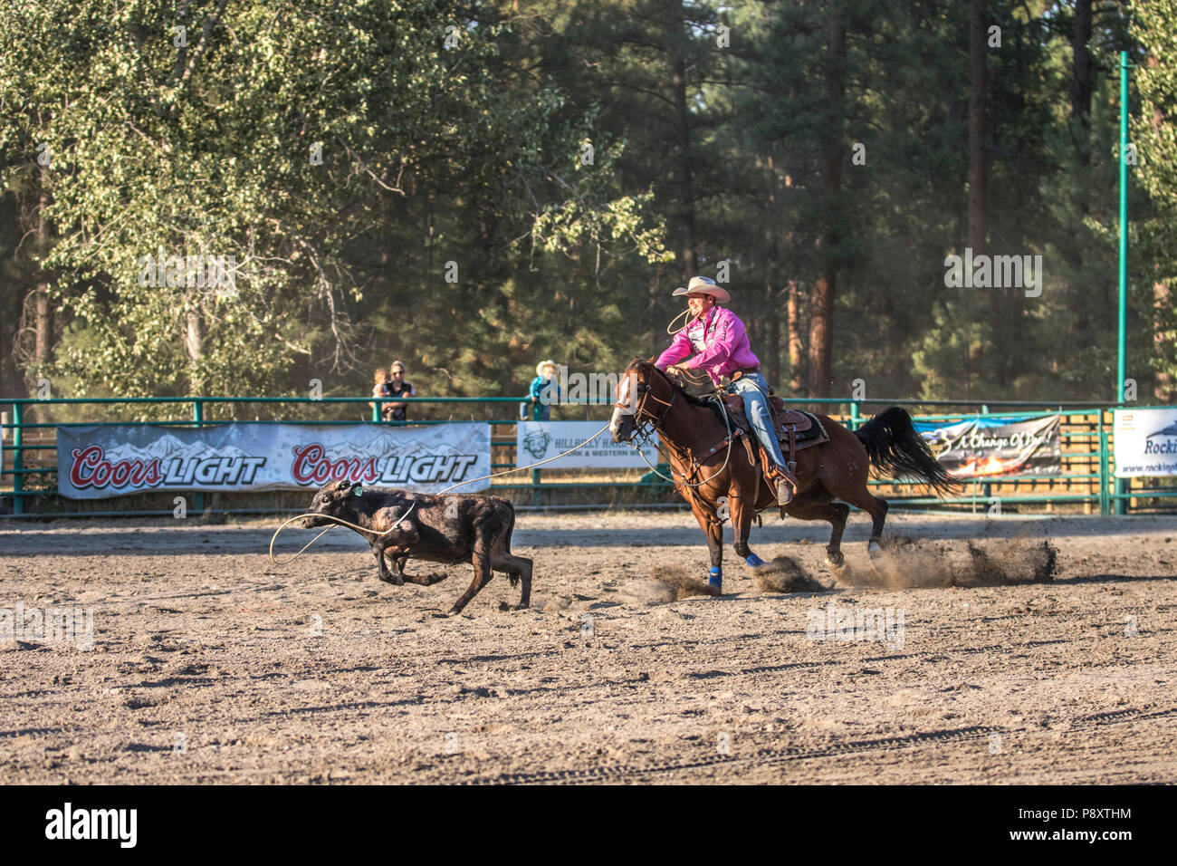 Attacher au lasso, rodéo. Man vs veau dans un événement. Passionnant, vitesse, comme le lasso cowboy calf en mouvement rapide. Cranbrook, BC, Canada. Tyson Durfey Banque D'Images