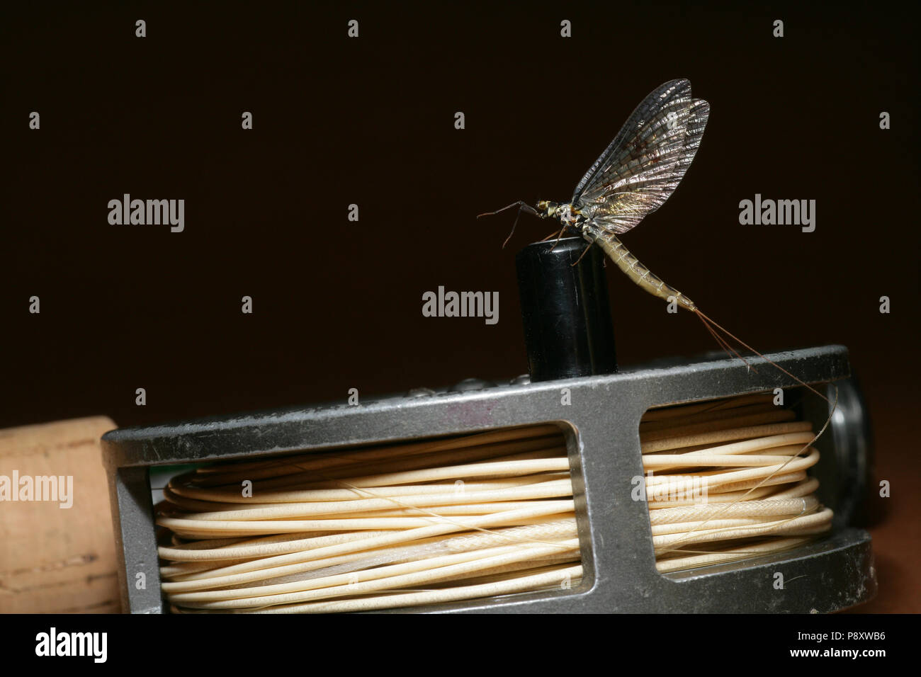 Une mouche, commander Éphéméroptères reposant sur un vieux rouleau de pêche à la mouche Hardy Hydra 31/8. Dorset Angleterre Royaume-Uni GB. Banque D'Images