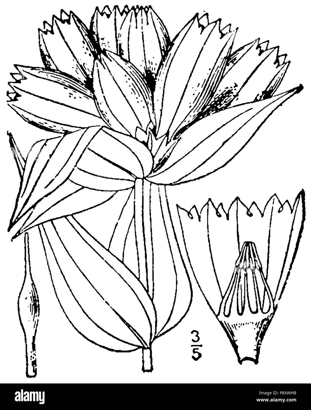 . 299 Gentiana alba-linedrawing Banque D'Images