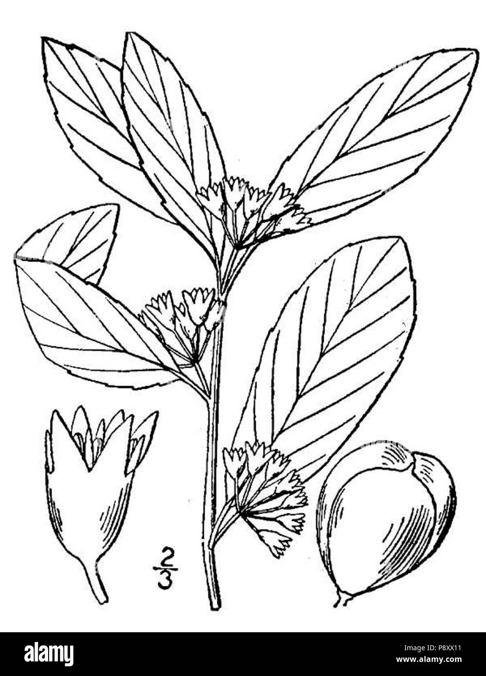 . 480 Rhamnus caroliniana02 Banque D'Images