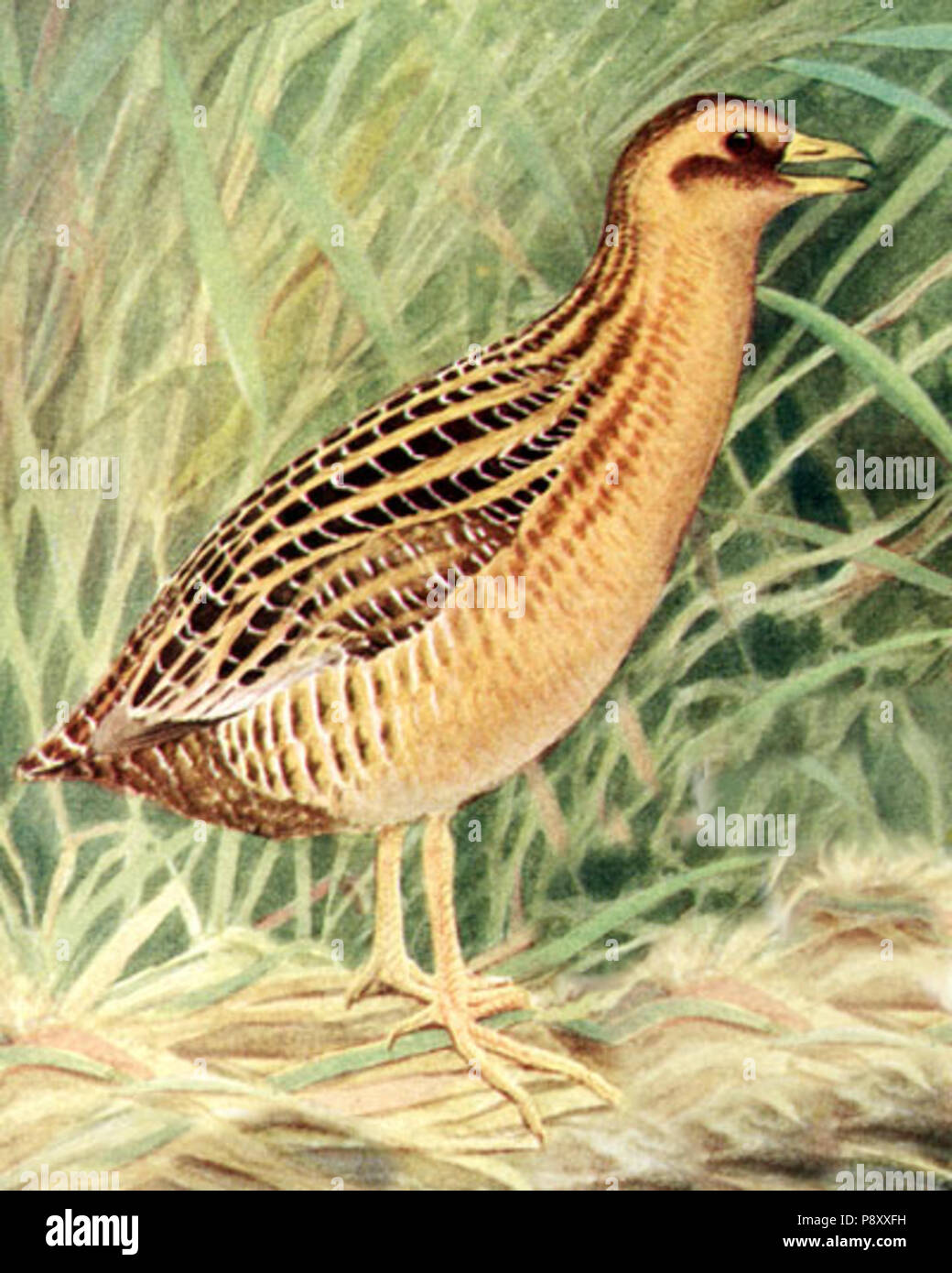 . Coturnicops 84 noveboracensisAAP026CB Banque D'Images