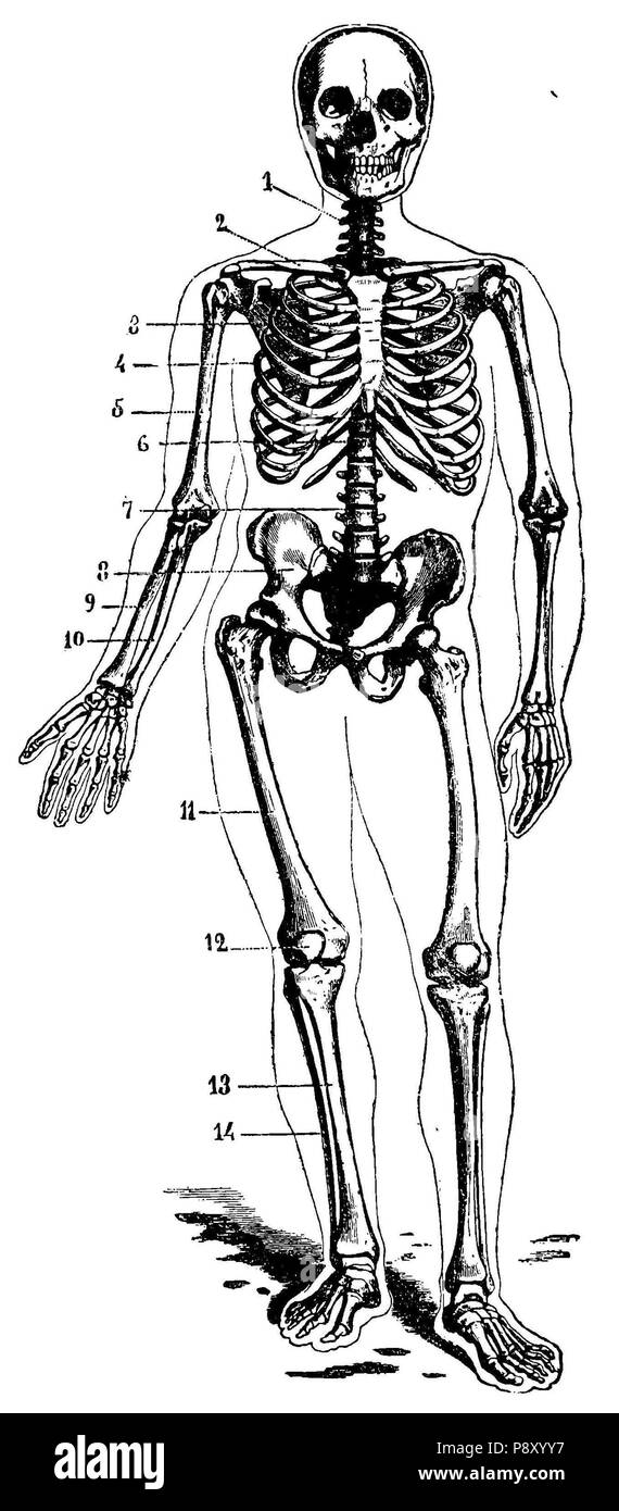 . 314 1a Grierson Esqueleto humano Banque D'Images
