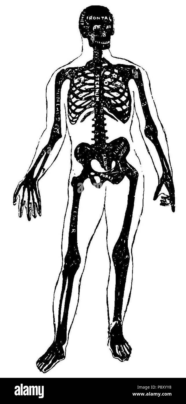 . 314 1c Grierson Esqueleto humano Banque D'Images