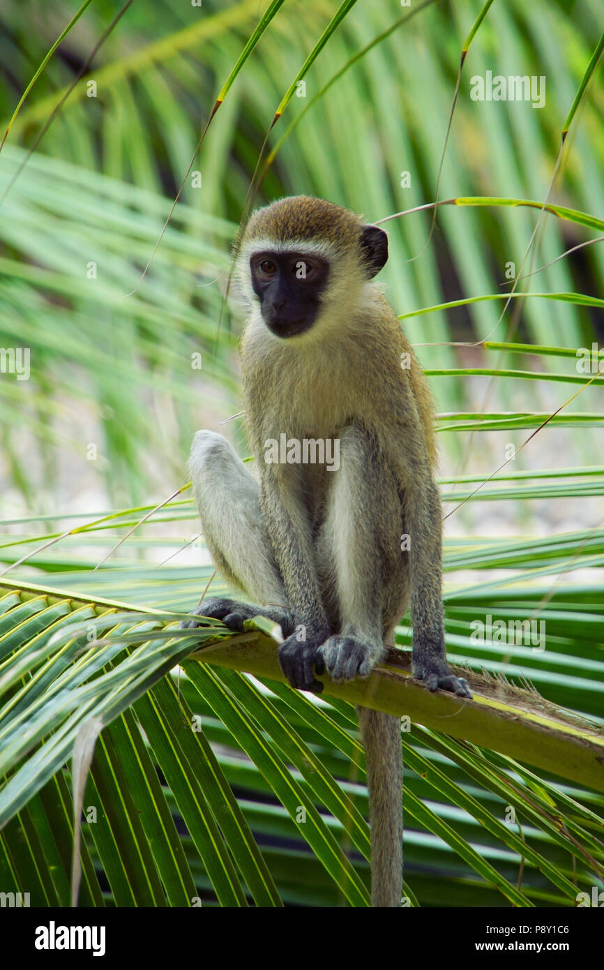 Monkey in tree Banque de photographies et d’images à haute résolution
