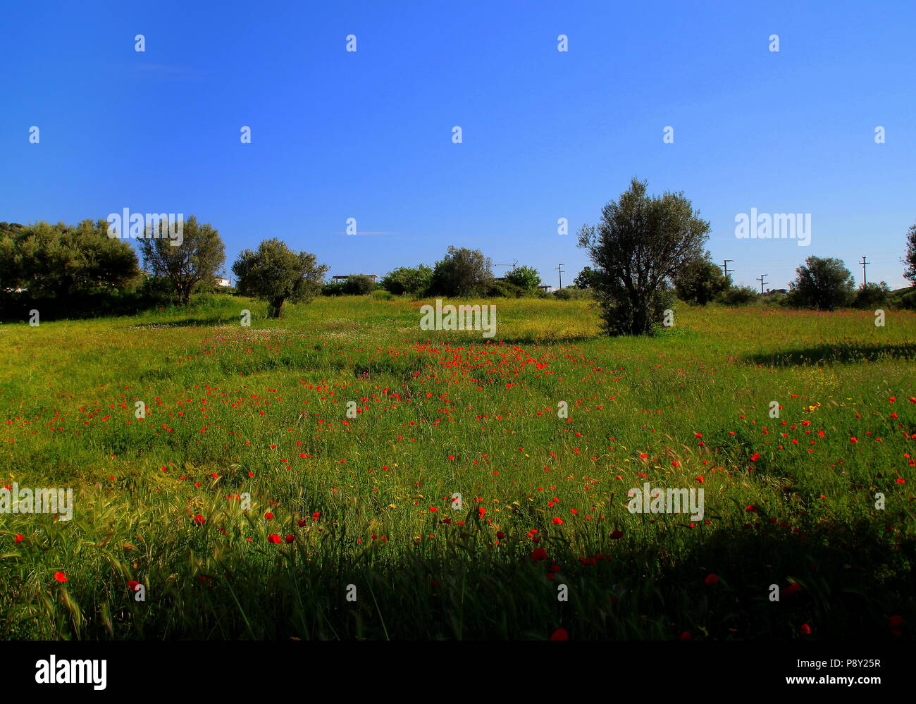 Prairie de printemps dans le sud de l'Italie avec des fleurs de pavot et d'oliviers. Ciel clair aux beaux jours. Banque D'Images