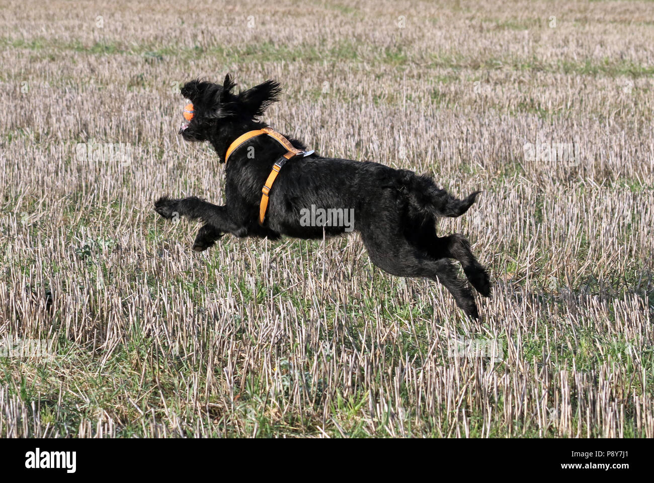 Neustadt (Allemagne), Dosse, Grand Basset Griffon vendéen attraper une balle sur un champ de chaumes Banque D'Images